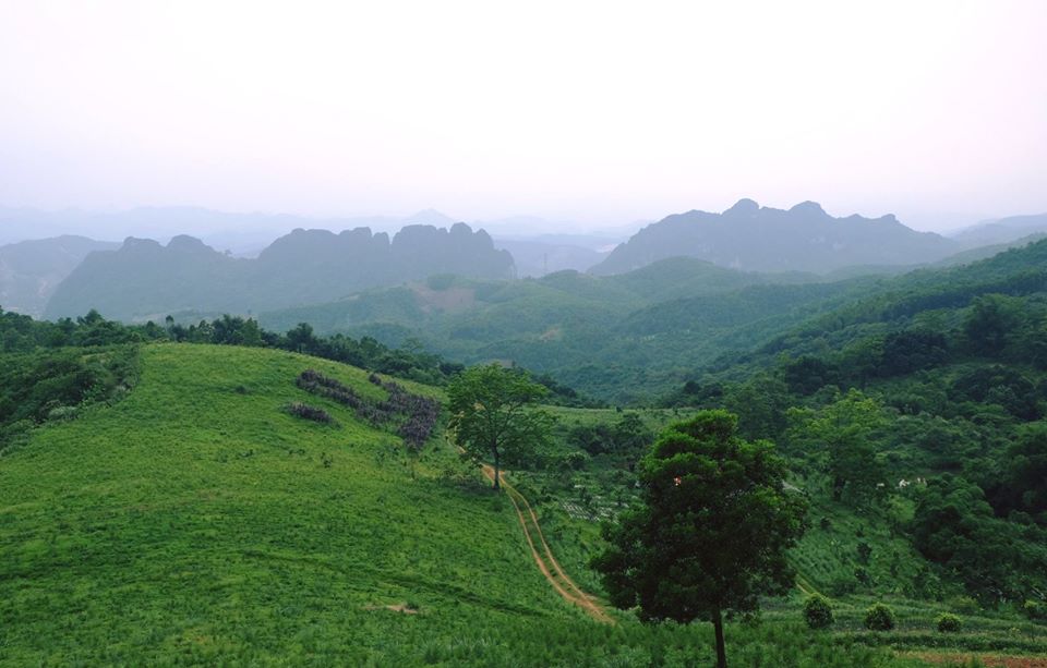 Tiềm năng phát triển sản xuất tinh dầu ở nước ta hiện nay
