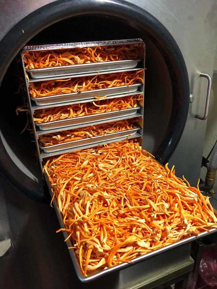 Phương pháp sấy khô Đông trùng hạ thảo giữ nguyên màu sắc và dưỡng chất Phương pháp sấy khô Đông trùng hạ thảo giữ nguyên màu sắc và dưỡng chất