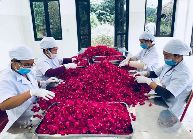 Quy trình sản xuất cao hoa hồng và hệ thống thiết bị nấu   cô cao chuyên dụng