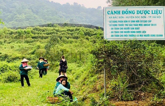 Triển vọng phát triển cây dược liệu trên vùng đất phía Tây Nghệ An