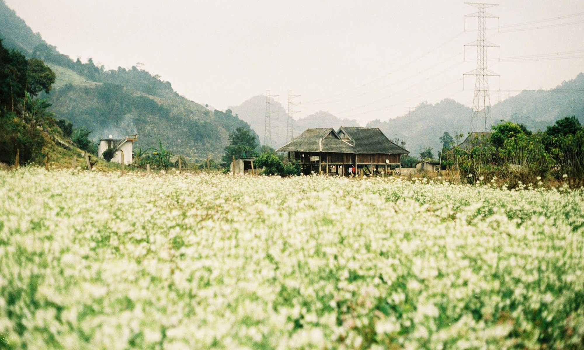 Hoa cải Mộc Châu tháng nào đẹp nhất