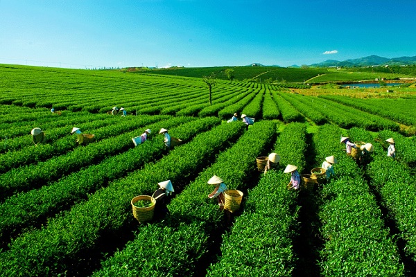Đặc sản chè Mộc Châu