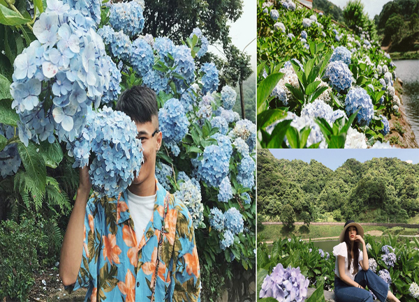 Đẹp ngất ngây với đồi hoa cẩm tú cầu tại Cao Bằng