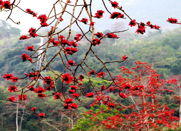 Hà Giang mùa hoa gạo