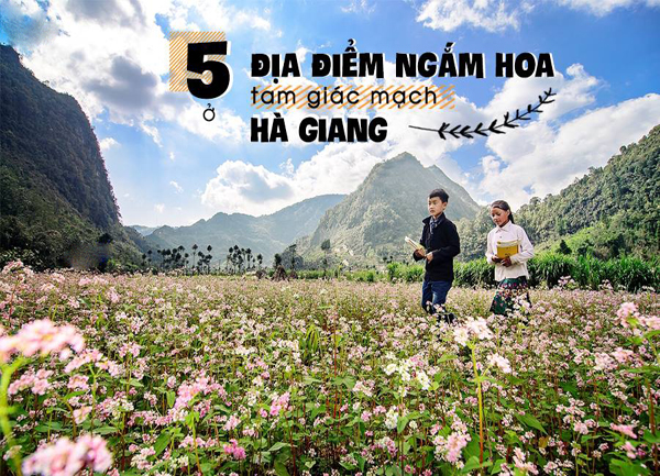 5 điểm đến ngắm hoa tam giác mạch thần sầu tại Hà Giang