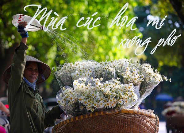 Hà Nội nhộn nhịp mùa hoa cúc họa mi