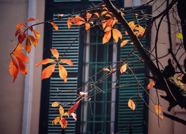 Hà Nội rực rỡ mùa cây thay lá