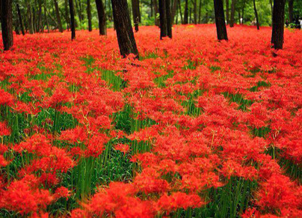 Hoa Higanbana – Hoa Bỉ Ngạn