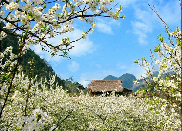 Những mùa hoa trên cao nguyên đá Hà Giang