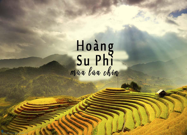 Hoàng Su Phì mùa lúa chín