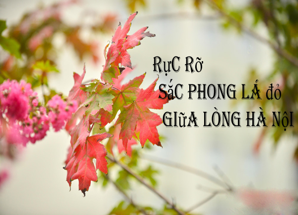 Cần gì phải sang Tây - Rực rỡ hàng phong lá đỏ giữa bầu trời Hà Nội