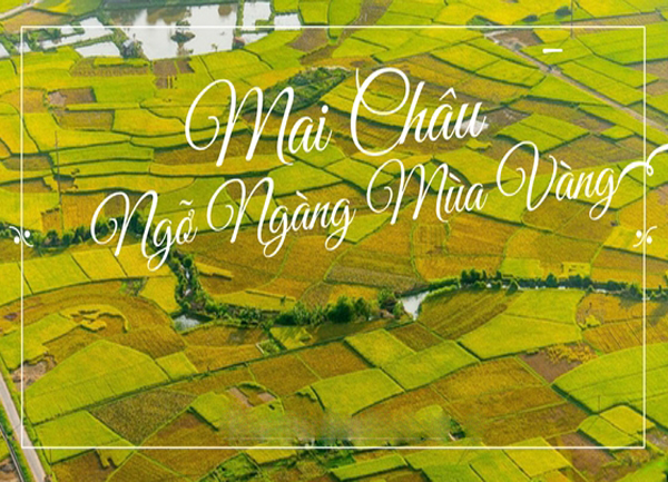 Mai Châu – Sắc vàng trên vùng cao Tây Bắc