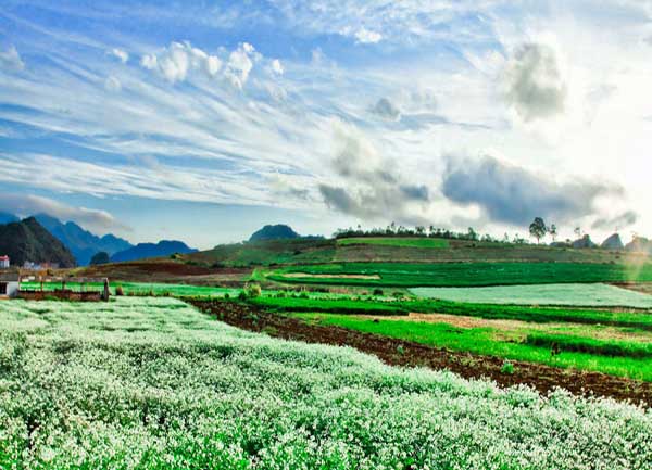 Những địa điểm không thể bỏ qua khi du lịch Mộc Châu