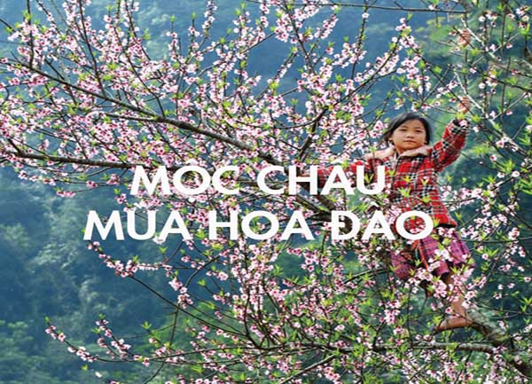 Mộc Châu rực rỡ mùa hoa đào Pháp