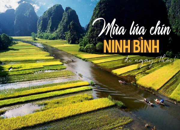 Ninh Bình đẹp như tranh mùa lúa chín