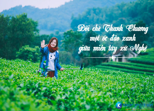 Đồi chè Thanh Chương - Ốc đảo xanh giữa miền Tây xứ Nghệ