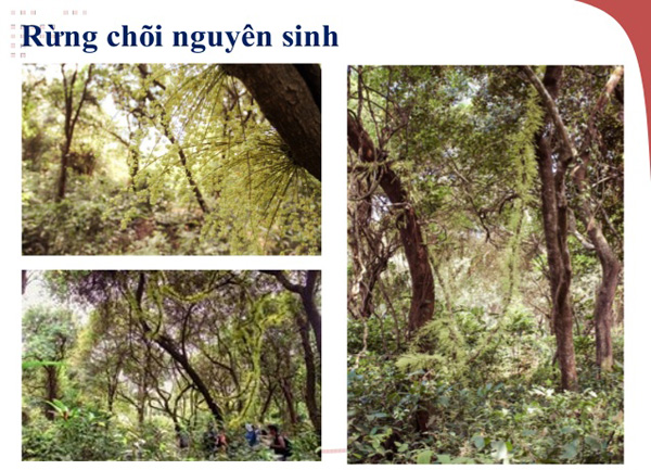 Khám phá rừng chõi nguyên sinh tại Cô Tô