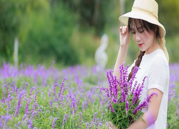 Sapa mùa hoa oải hương tím