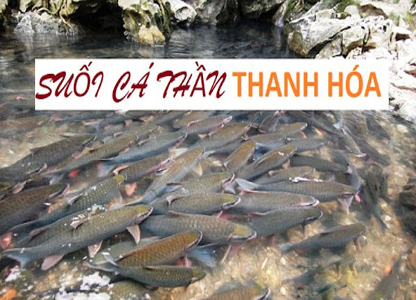 Giá Vé Tham Quan Suối Cá Thần Cẩm Lương Thanh Hóa 2024
