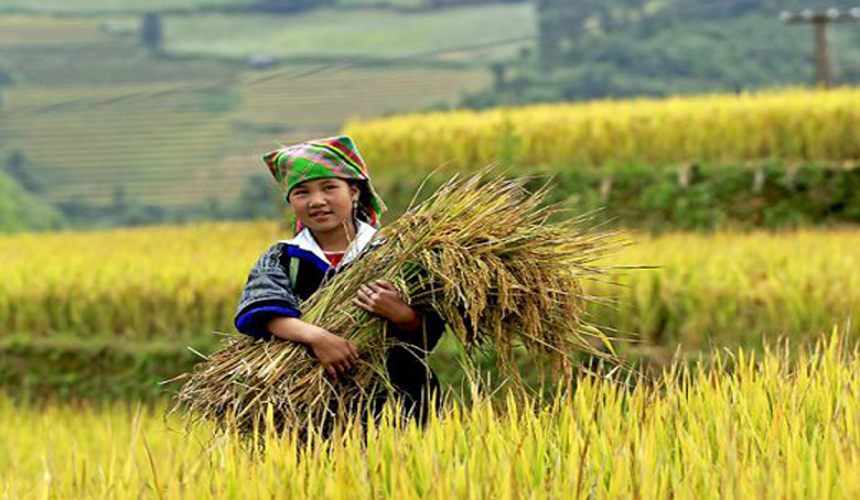 ảnh đẹp mùa canh chải