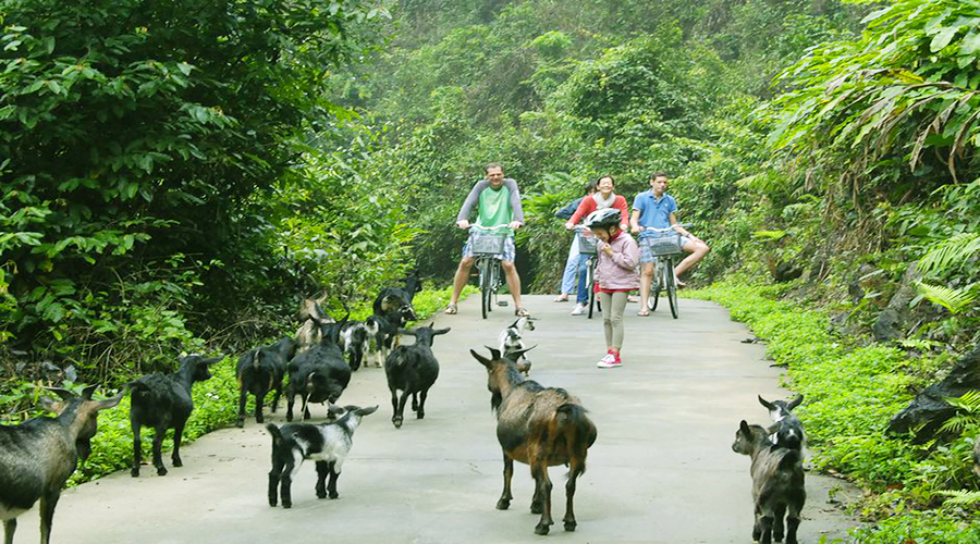Làng Việt Hải Cát Bà