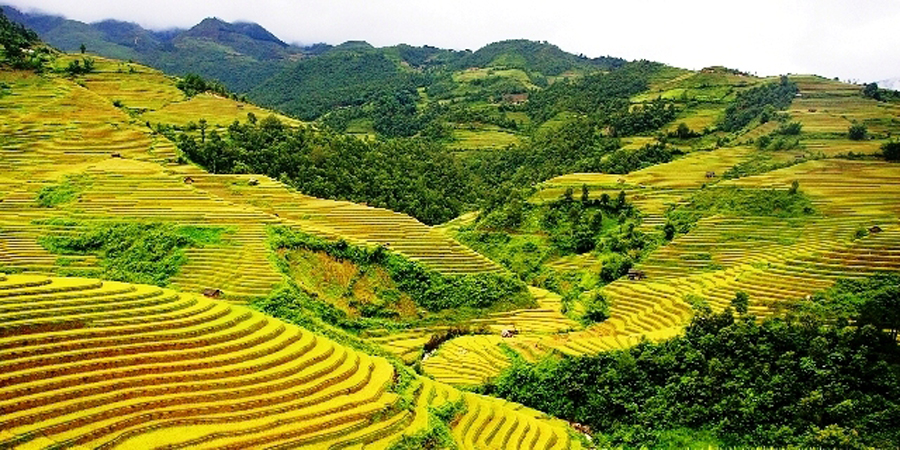 Mai Châu – Sắc vàng trên vùng cao Tây Bắc - Cinvestra Travel