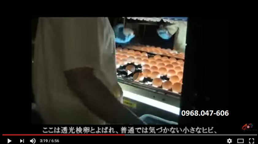 Nhặt Trứng Gà Tại Trang Trại Tại Nhật