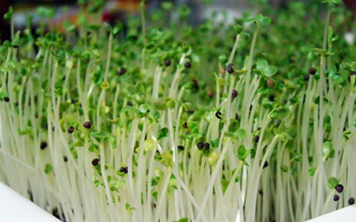 Xếp hàng mua máy trồng rau mầm tại nhà