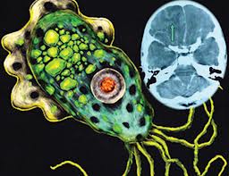 Cảnh báo về nguy cơ amip ăn não người và giải pháp