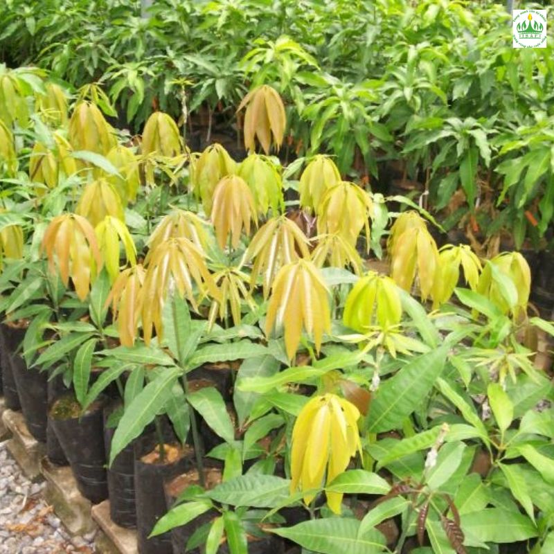 3. Cách Chế Biến Và Sử Dụng Xoài Alphonso