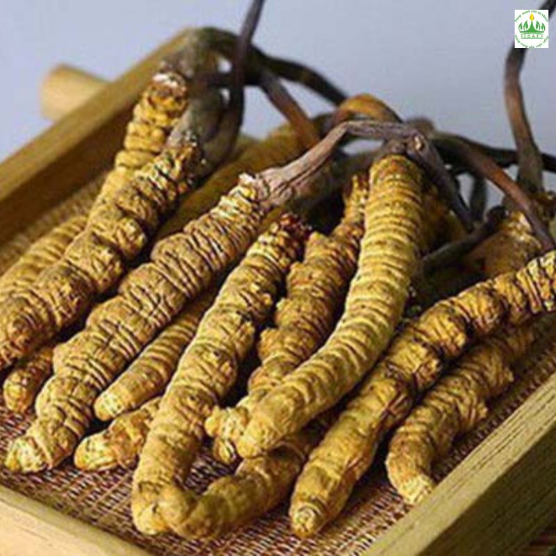 Nam giới dùng đông trùng hạ thảo sẽ có ích lợi gì? Nam giới dùng đông trùng hạ thảo sẽ có ích lợi gì?