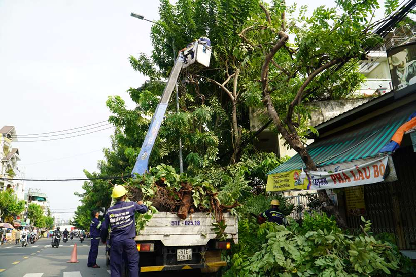 Cắt tỉa các cây lớn xung quanh nhà để bảo vệ mái tôn
