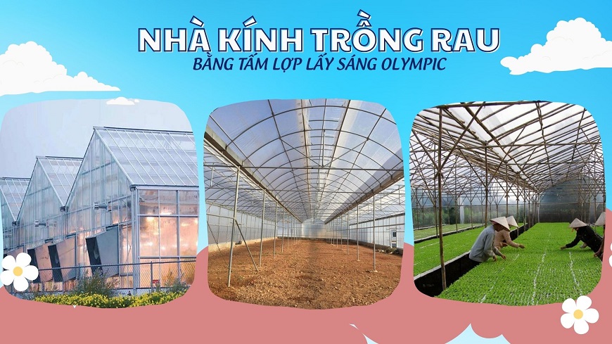 Tấm lợp lấy sáng Olympic được ứng dụng làm nhà kính trồng rau