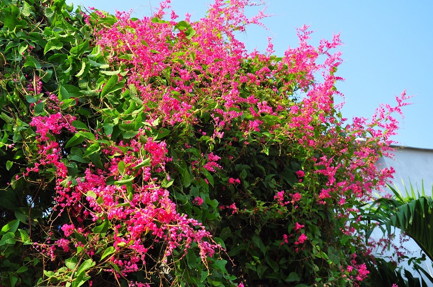Hoa Tigôn chính là lựa chọn lý tưởng để trang trí ngôi nhà, làm bừng sáng không gian sống, tạo ra một bức tranh thiên nhiên đầy màu sắc