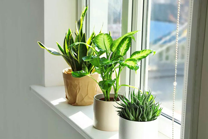 Bố trí cây xanh là cách mang đến sự sống động và trong lành cho không gian