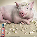 Freschello.Happily wedded to everythingBlog by Alex 