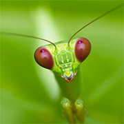 40 Beautiful Macro Photography examples and ideas for your inspiration