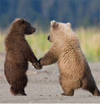 30 Incredible and Award Winning National Geographic Animal Photography examples