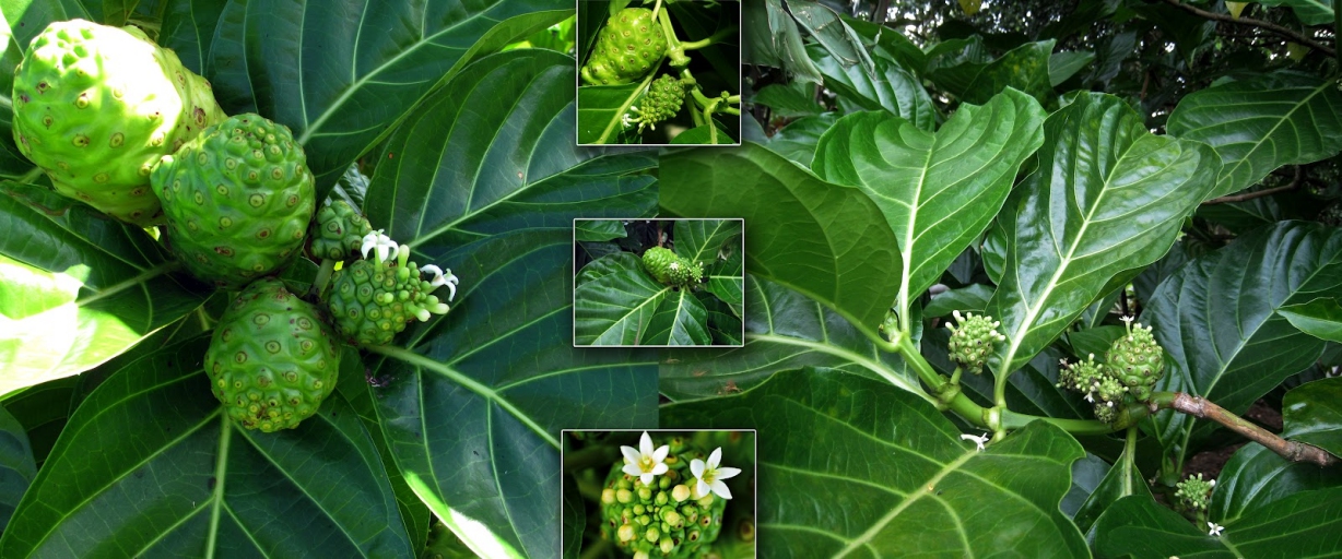 Noni World