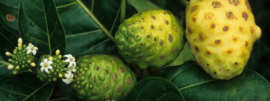 Noni World