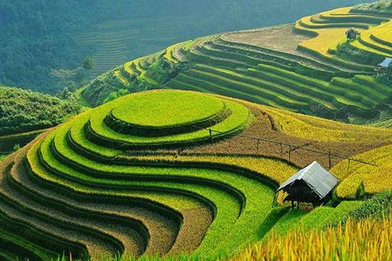 Ruộng bậc thang - Sapa