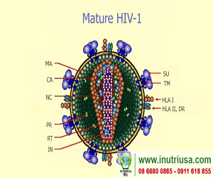 Fucoidan Force giúp kiềm chế sự trở nặng của HIV/AIDS