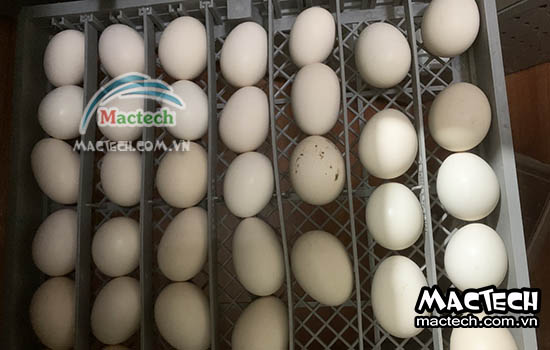 Kinh nghiệm ấp trứng vịt bằng máy ấp trứng Mactech cho hiệu quả cao