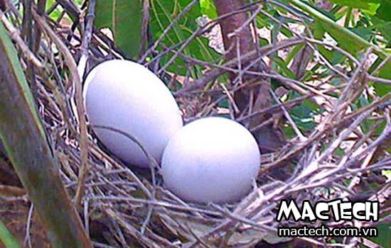 Ấp trứng có tác dụng gì