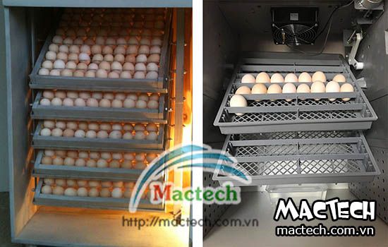 Nhiệt độ ấp trứng gà từng giai đoạn, áp dụng để trứng nở đúng ngày