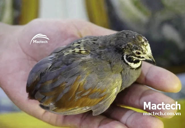 Máy ấp trứng gà Rutin Mactech, ấp đa kỳ tỉ lệ nở cao