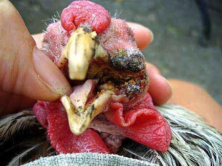 Đậu gà ướt