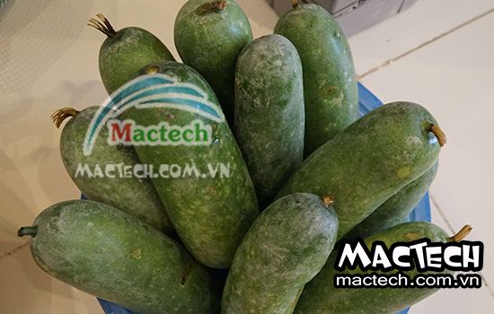 Ưu nhược điểm khi làm bí xanh sấy khô bằng máy sấy