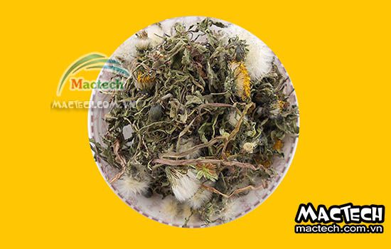 Máy sấy trà bồ công anh Mactech