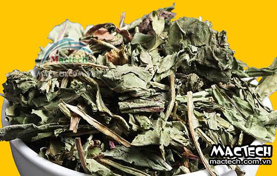 Máy sấy trà bồ công anh Mactech